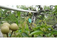 梨树能和什么树嫁接？