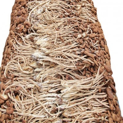 产地量大批发 南北干货食用菌古田茶树菇 不开伞茶树菇500克 2件图5