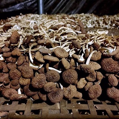 产地量大批发 南北干货食用菌古田茶树菇 不开伞茶树菇500克 2件图3