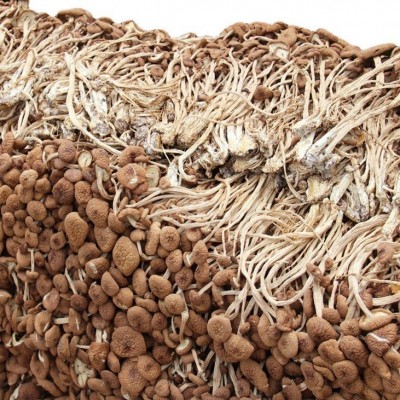 产地量大批发 南北干货食用菌古田茶树菇 不开伞茶树菇500克 2件图4