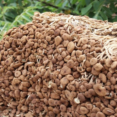 古田茶树菇 产地量大批发 南北干货 食用菌 不开伞茶树菇 250克 2包图3