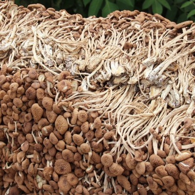古田茶树菇 产地量大批发 南北干货 食用菌 不开伞茶树菇 250克 2包图2