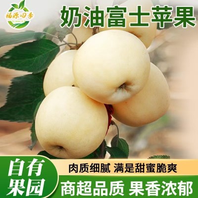 正宗烟台黄金奶油富士苹果当季水果新鲜苹果冰糖心脆甜整箱批发 1箱