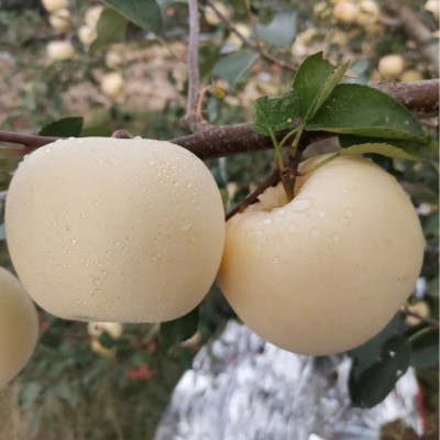 正宗烟台黄金奶油富士苹果当季水果新鲜苹果冰糖心脆甜整箱批发 1箱图3