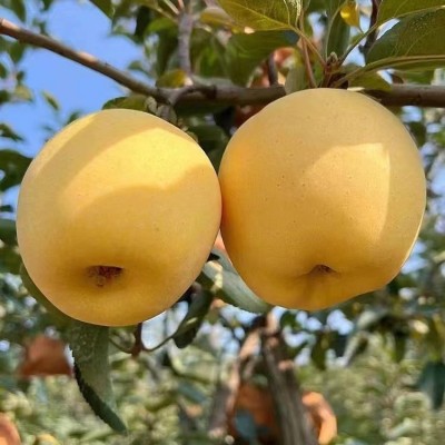 正宗烟台黄金奶油富士苹果当季水果新鲜苹果冰糖心脆甜整箱批发 1箱图4