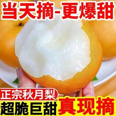 山东莱阳秋月梨莱阳梨整箱批发薄脆多汁脆甜皮薄新鲜水果冰糖梨子 1箱图2