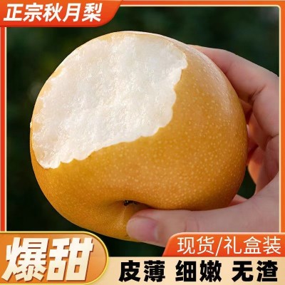 山东莱阳秋月梨莱阳梨整箱批发薄脆多汁脆甜皮薄新鲜水果冰糖梨子 1箱