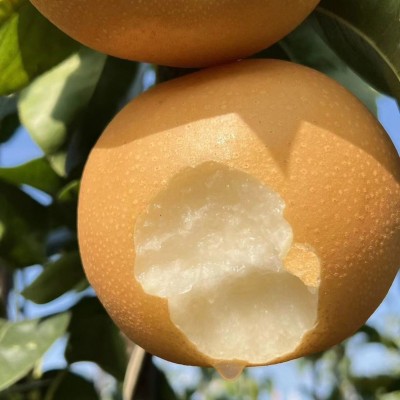 正宗山东莱阳秋月梨莱阳梨批发薄脆甜新鲜水果冰糖梨子丰水梨批发 1箱图3