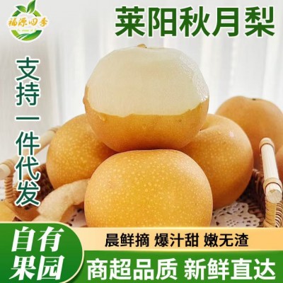 正宗山东莱阳秋月梨莱阳梨批发薄脆甜新鲜水果冰糖梨子丰水梨批发 1箱