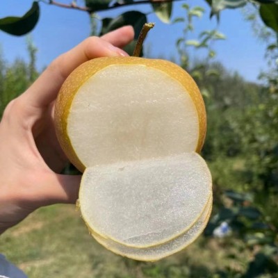 正宗山东莱阳秋月梨莱阳梨批发薄脆甜新鲜水果冰糖梨子丰水梨批发 1箱图2