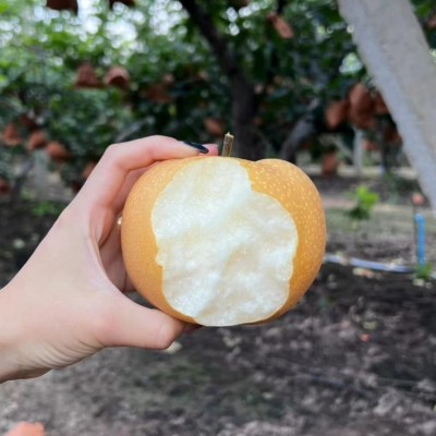正宗山东莱阳秋月梨莱阳梨批发薄脆甜新鲜水果冰糖梨子丰水梨批发 1箱图4