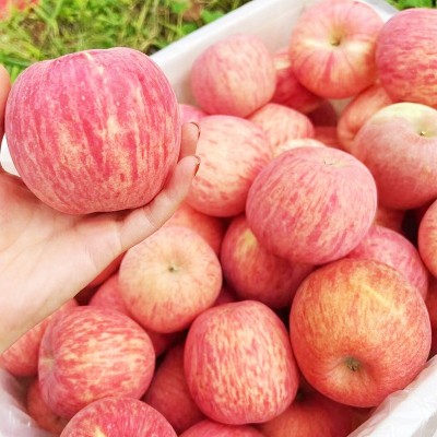 正宗烟台栖霞红富士苹果脆甜多汁新鲜苹果应季水果整箱包邮批发 1箱图3
