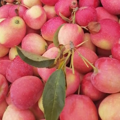 东北鸡心果新鲜水果小苹果包邮产地直发鸡心果一件代发 1件图3