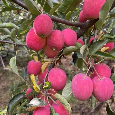 东北鸡心果新鲜水果小苹果包邮产地直发鸡心果一件代发 1件图4