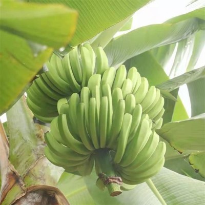 威廉斯香蕉绿香蕉产地整箱包邮青皮香蕉新鲜现发香蕉一件代发 1件图3