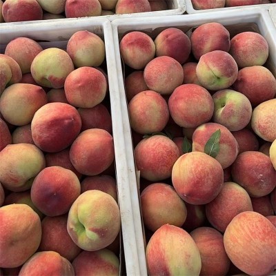 山东突围水蜜桃当季水果水蜜桃整件包邮新鲜桃子一件代发 1件图4