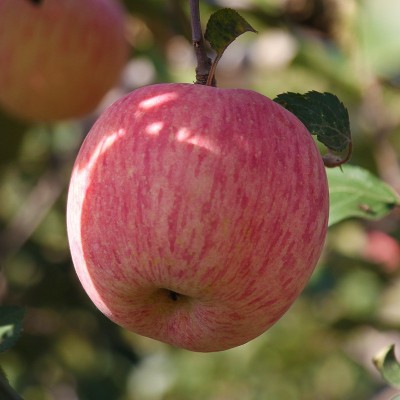 正宗烟台红富士苹果条纹片红红富士脆甜多汁产地直发一件代发礼盒 1箱图2