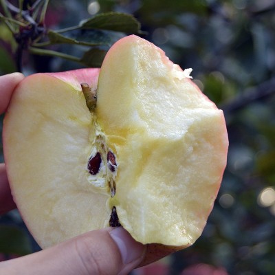 正宗烟台红富士苹果条纹片红红富士脆甜多汁产地直发一件代发礼盒 1箱图4