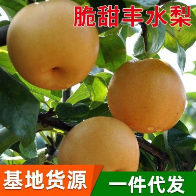 山东丰水梨 脆于秋月梨莱阳新鲜水果产地酥脆梨代发梨子 中秋礼盒 1箱