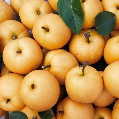 山东丰水梨 脆于秋月梨莱阳新鲜水果产地酥脆梨代发梨子 中秋礼盒 1箱图3