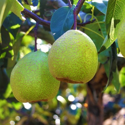 山东莱阳慈梨整箱大果莱阳慈梨礼盒装应季新鲜水果批发一件代发 1箱图2