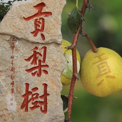 山东莱阳慈梨整箱大果莱阳慈梨礼盒装应季新鲜水果批发一件代发 1箱图3