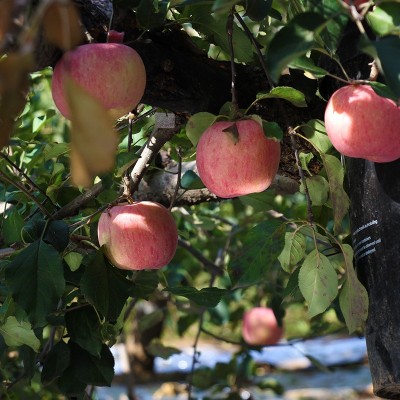 烟台红富士苹果【全年供用】新鲜栖霞生鲜水果正宗脆甜多汁 1箱图3