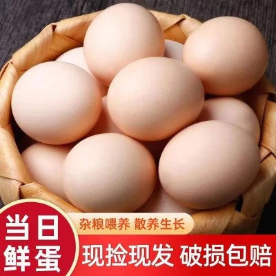 【晨诚】新鲜农家土鸡蛋农家散养柴鸡蛋笨鸡蛋草鸡蛋生态草鸡蛋 1件图2