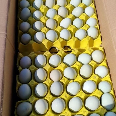 360枚绿壳乌鸡蛋新鲜农家绿壳蛋散养乌鸡绿壳土鸡蛋草鸡蛋 720枚图2