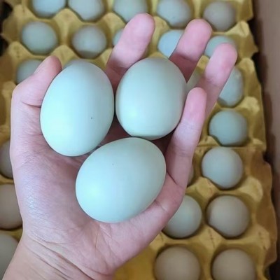 360枚绿壳乌鸡蛋新鲜农家绿壳蛋散养乌鸡绿壳土鸡蛋草鸡蛋 720枚