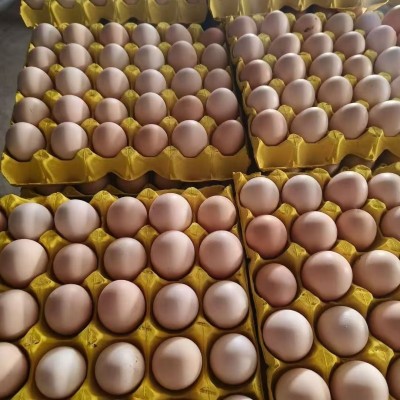 360枚土鸡蛋批发新鲜农家散养柴鸡蛋笨鸡蛋草鸡蛋整箱 720枚图2