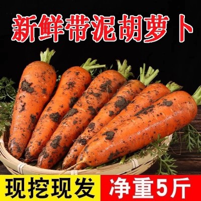 水果胡萝卜新鲜蔬菜10斤农家自种带泥现挖沙地胡萝卜脆甜爽口整箱 1件