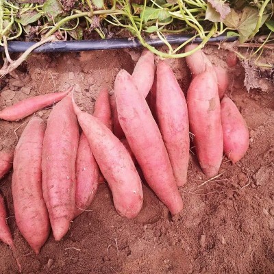 西瓜红薯蜜薯地瓜新鲜9斤蔬菜板栗糖心薯农家自种红心现挖沙地发 1箱图2