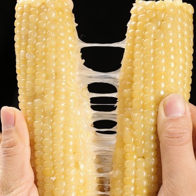 【当季头茬玉米】东北白糯玉米非即食真空装新鲜黏甜苞米早餐代餐 5个图3