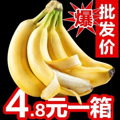 香蕉批发薄皮新鲜整箱当季包邮香蕉新鲜水果 1斤图3