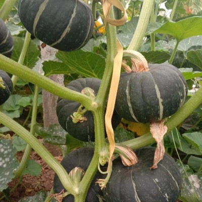 包邮一件代发南瓜贝贝板栗味粉水果面香甜新鲜节日礼盒集采 1箱图4