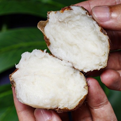 山东潍坊小芋头牛奶毛鲜香新鲜现货中球包邮一件代发产地直发现挖 1箱