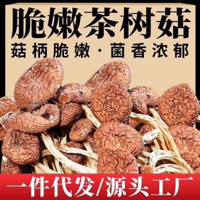 【一件代发】新鲜茶树菇干货菜类茶树菇菌菇煲汤商用散装图4