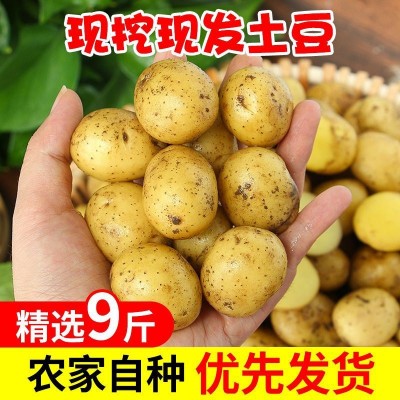 湖北蔬菜新鲜恩施小土豆黄皮黄心土豆农家自种土豆马铃薯洋芋薄皮 1箱
