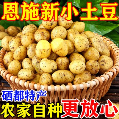 湖北蔬菜新鲜恩施小土豆黄皮黄心土豆农家自种土豆马铃薯洋芋薄皮 1箱图3
