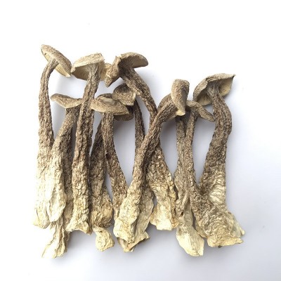 君志 切根鹿茸菇干货批发500g鹿茸菌煲汤食材 2023新货