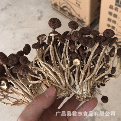 君志 新货江西广昌茶树菇干货批发不开伞5号菇黑帽菇散装食用菌图2