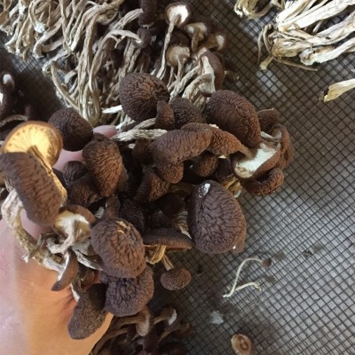 君志 江西广昌5号茶树菇干货批发 散装不开伞精选细条 产地货源图4