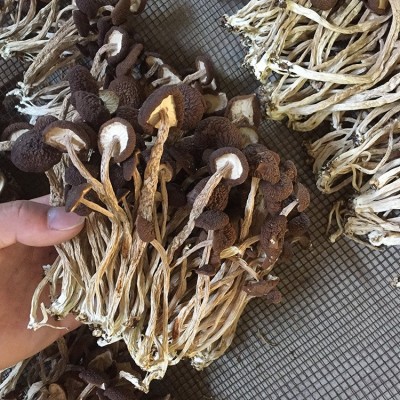 君志 江西广昌5号茶树菇干货批发 散装不开伞精选细条 产地货源图3