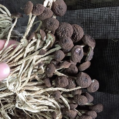 君志 江西广昌5号茶树菇干货批发 散装不开伞精选细条 产地货源