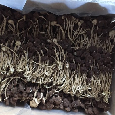 君志 江西广昌5号茶树菇干货批发 散装不开伞精选细条 产地货源图5