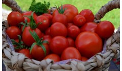 给番茄施叶面肥需要注意哪些问题？