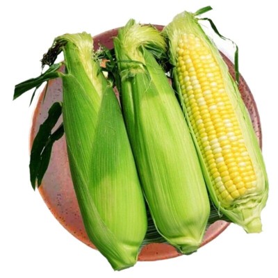 云南水果玉米5斤9斤包邮当季新鲜脆甜玉米棒牛奶包谷甜玉米整箱 1箱图4