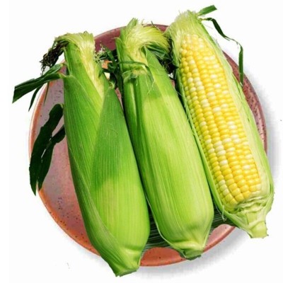 云南水果玉米5斤9斤包邮当季新鲜脆甜玉米棒牛奶包谷甜玉米整箱 1箱图5