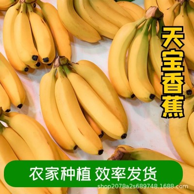 福建漳州天宝精品香蕉农家现摘当季新鲜水果香蕉banana图2